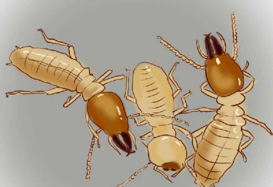 被 “害虫” 身份耽误的建筑大师：白蚁巢穴里的工程奇迹