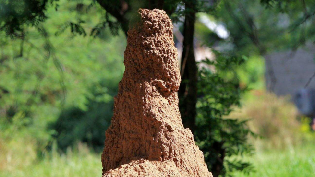 被 “害虫” 身份耽误的建筑大师：白蚁巢穴里的工程奇迹