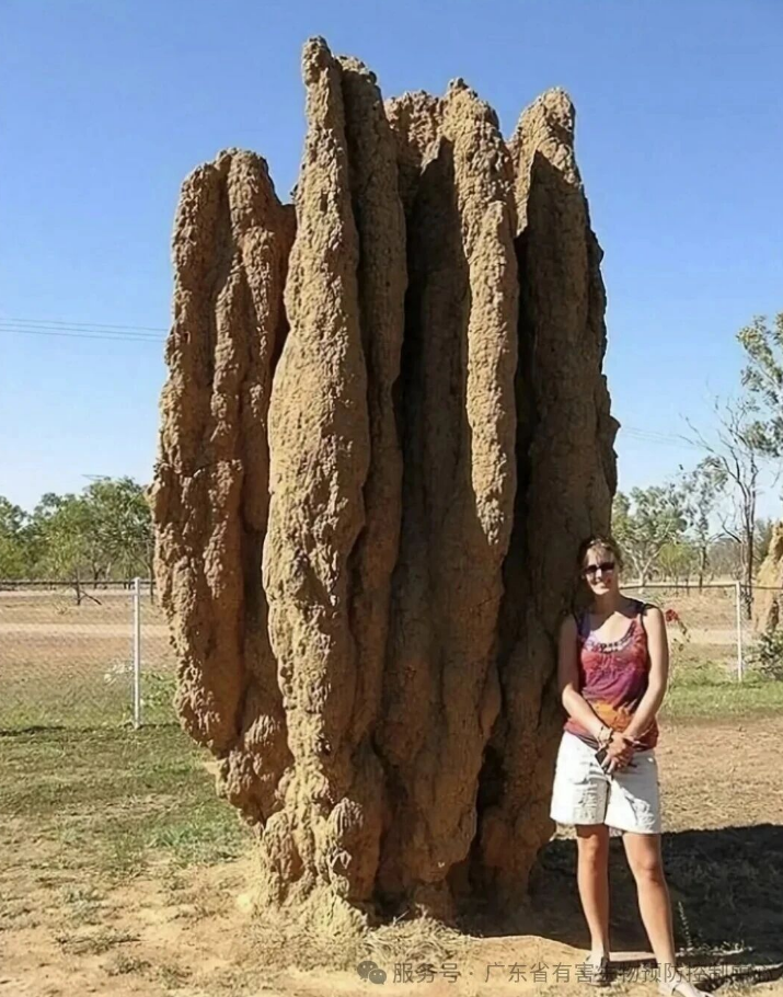 被 “害虫” 身份耽误的建筑大师：白蚁巢穴里的工程奇迹