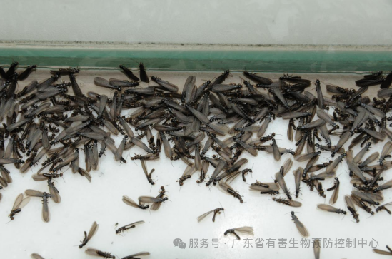 白蚁分飞季来袭莫慌! 这份“防蚁攻略”请收好! 白蚁分飞季来袭莫慌! 这份“防蚁攻略”请收好!