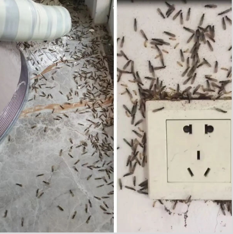 白蚁分飞季来袭莫慌! 这份“防蚁攻略”请收好! 白蚁分飞季来袭莫慌! 这份“防蚁攻略”请收好!