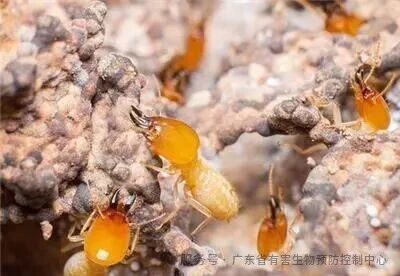 白蚁分飞季来袭莫慌! 这份“防蚁攻略”请收好! 白蚁分飞季来袭莫慌! 这份“防蚁攻略”请收好!